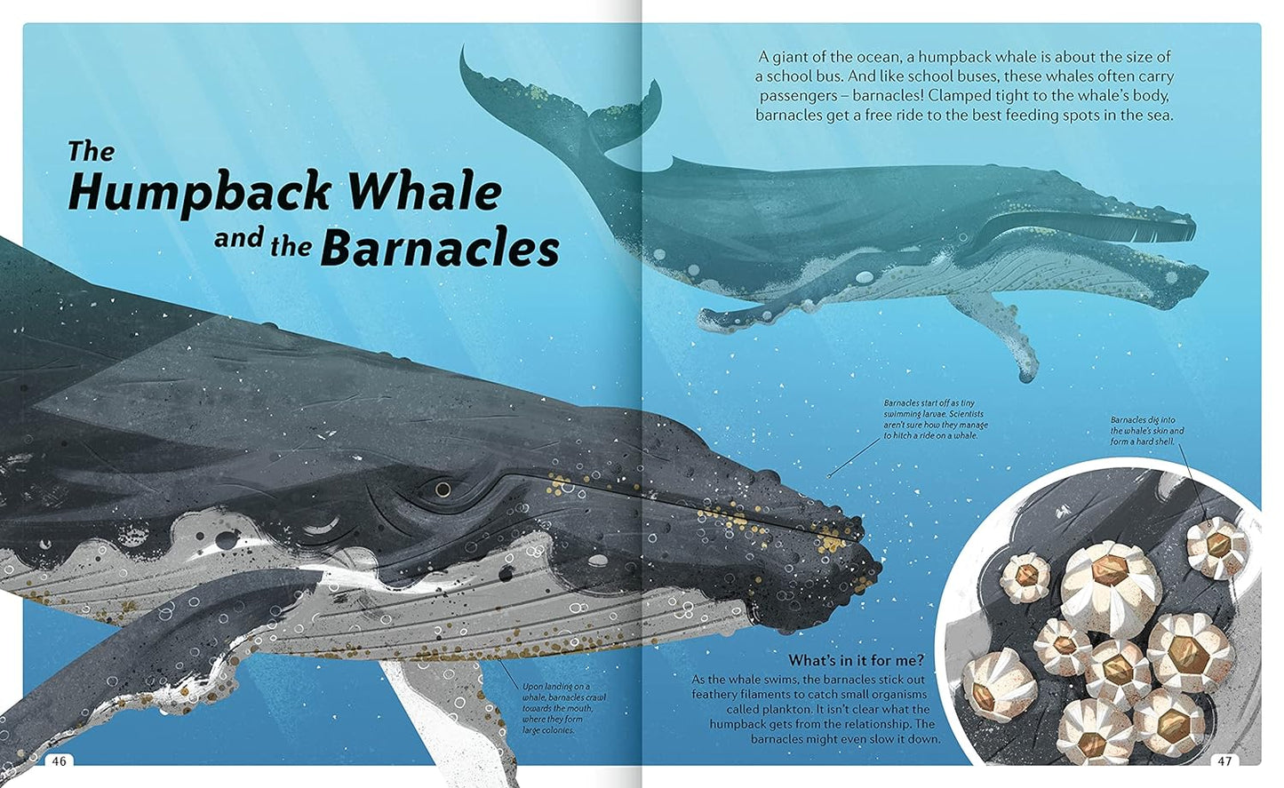 Priddy Books - Animal Sidekicks: Amazing Stories of Symbiosis in Animals and Plants