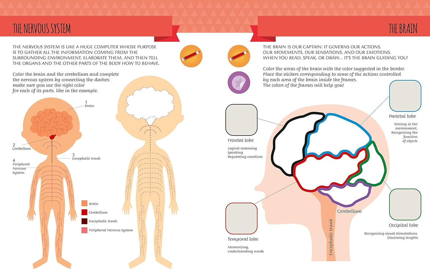Montessori : My First Book Of The HUMAN BODY