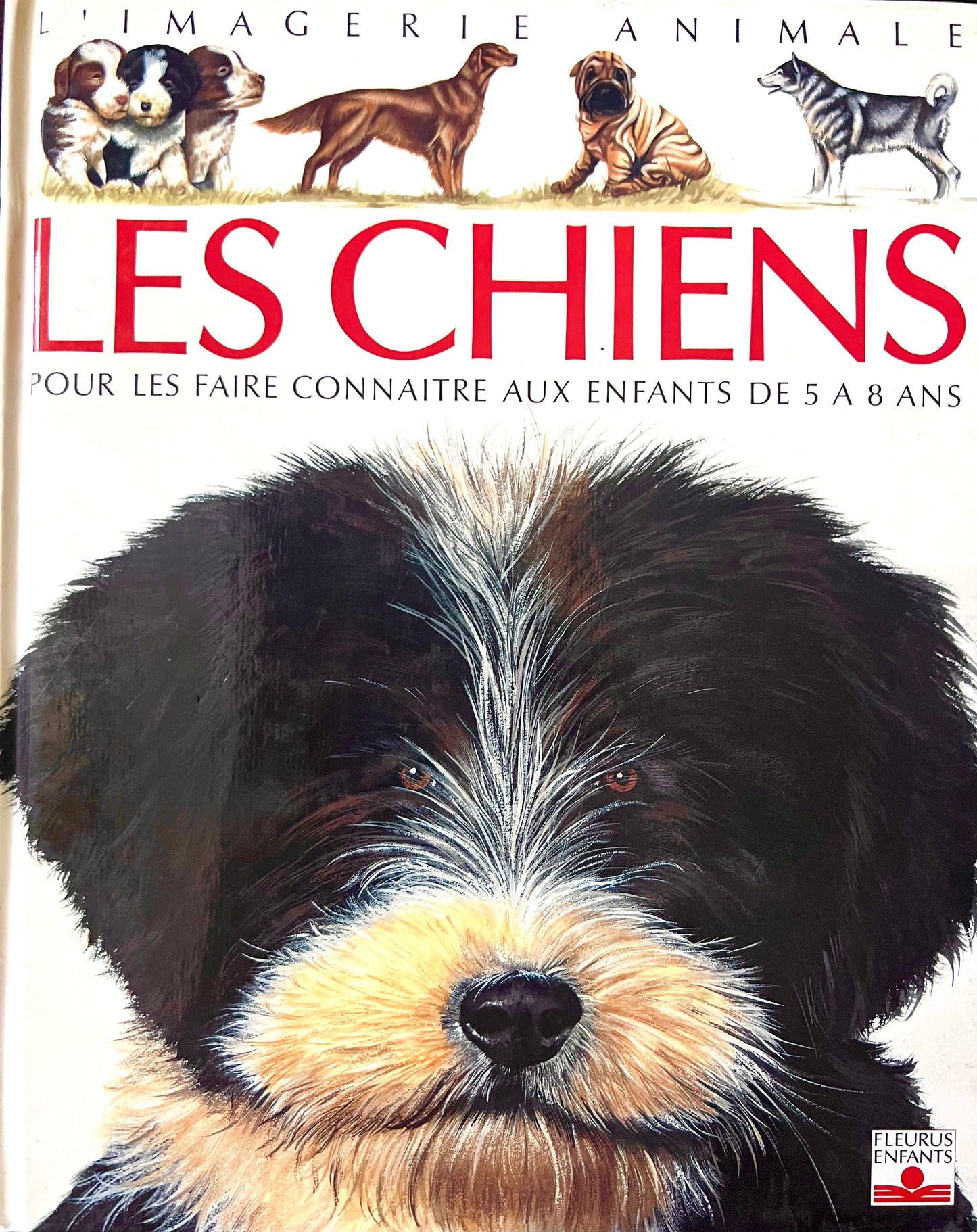 Imagerie animale - Les Chiens