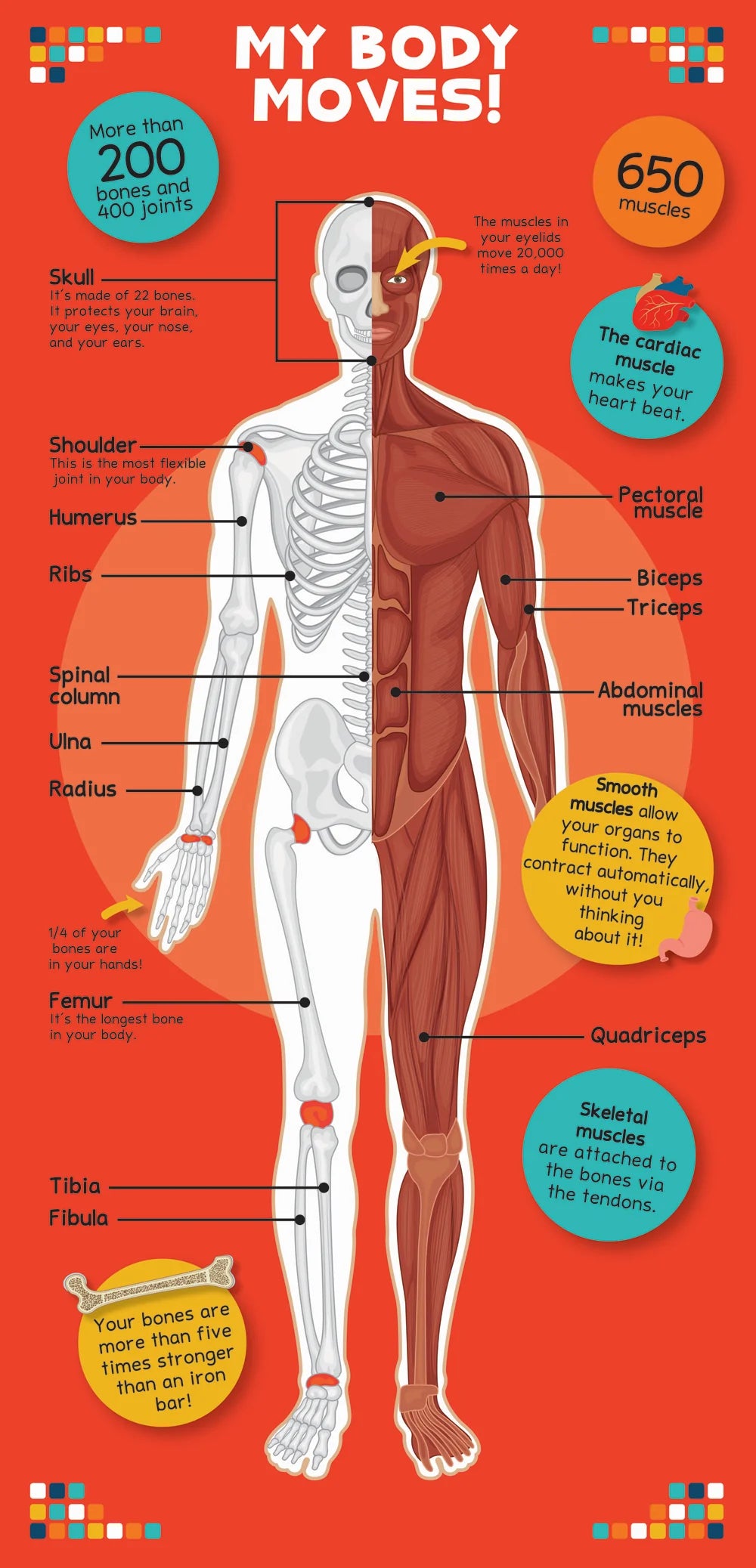 The Human Body book - Shoebox