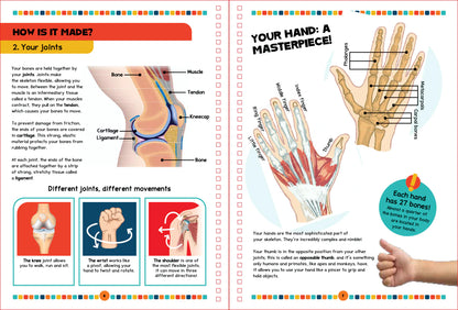 The Human Body book - Shoebox
