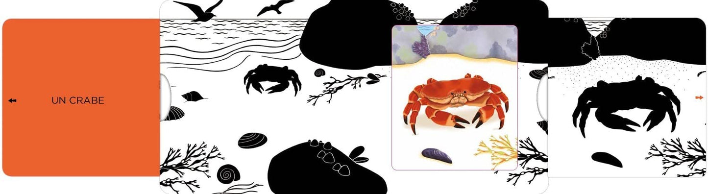 La mer - Un livre en noir et blanc qui passe en couleurs grâce aux animations